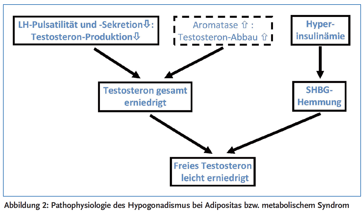 Abbildung 2: Pathophysiologie des Hypogonadismus bei Adipositas bzw. metabolischem Syndrom